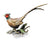 Pheasant - 1164