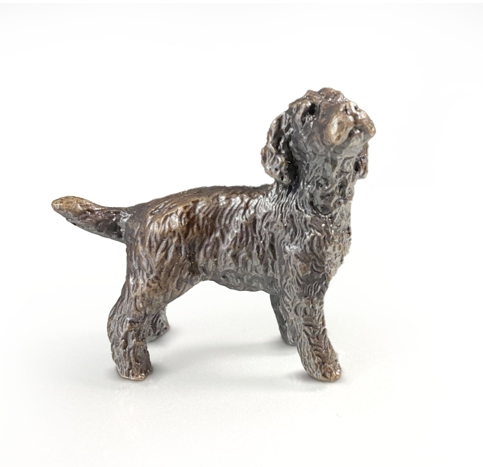 Bronze - Cockapoo