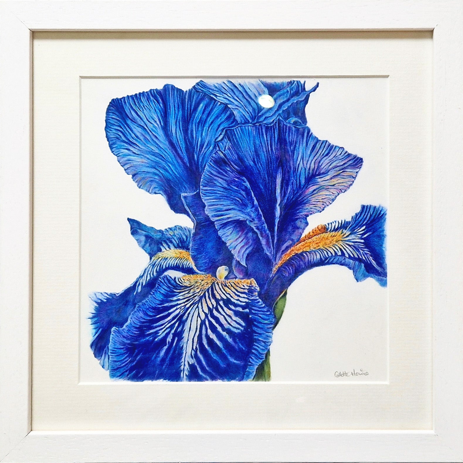 Collette Howie - 'Blue Iris'