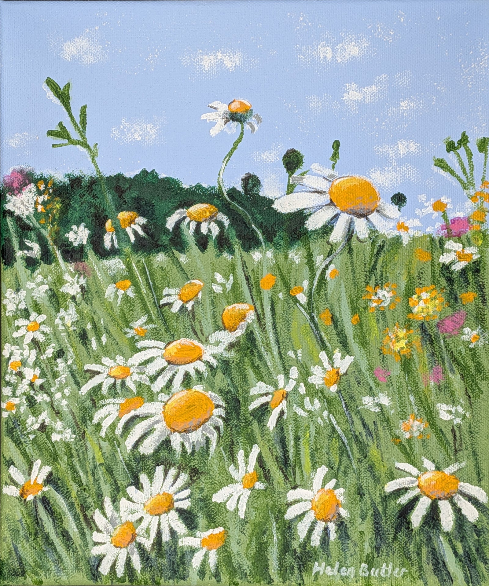 Helen Butler - 'Wildflowers on Iona, Argyll'