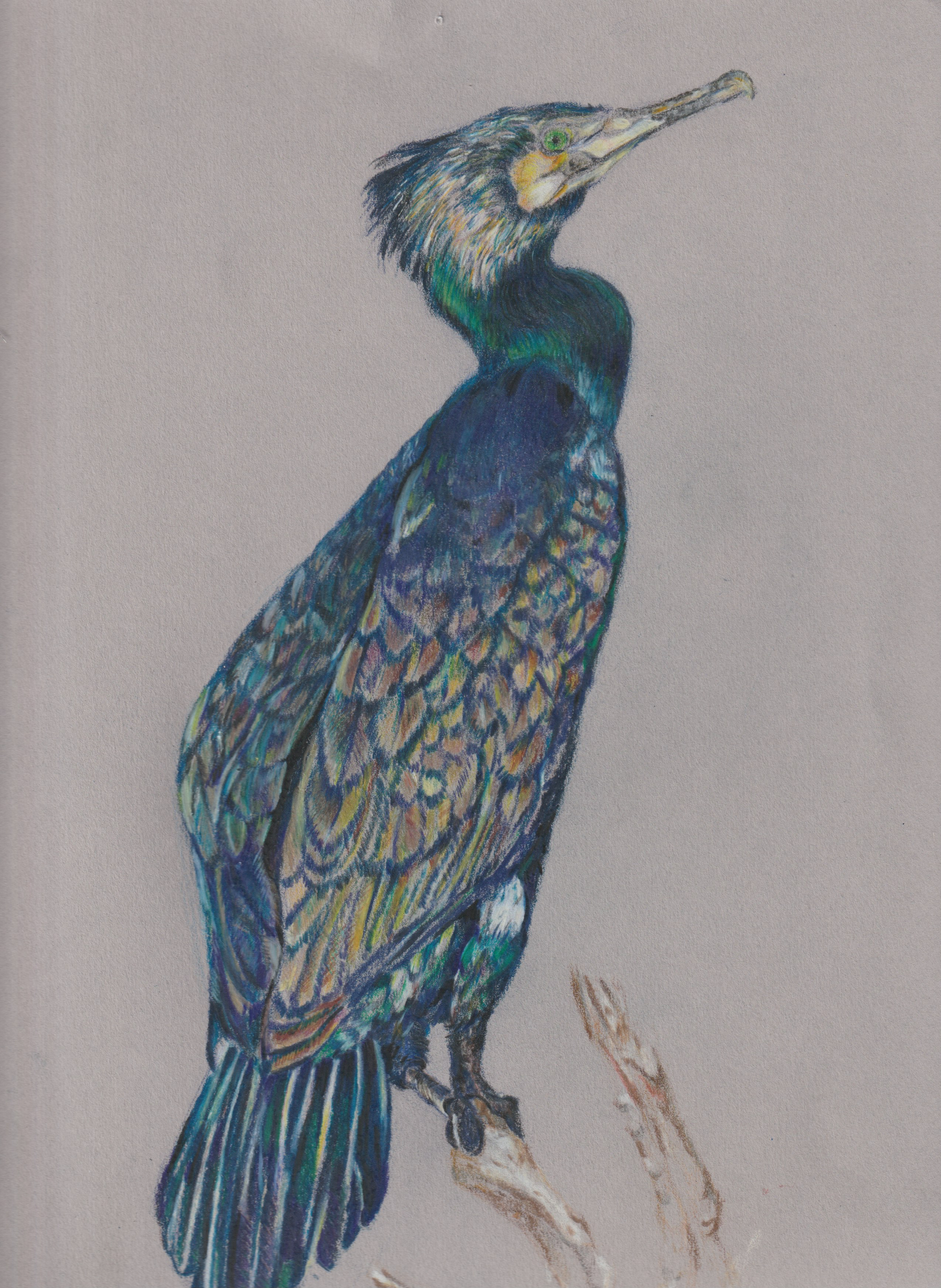 Collette Howie - 'Cormorant'