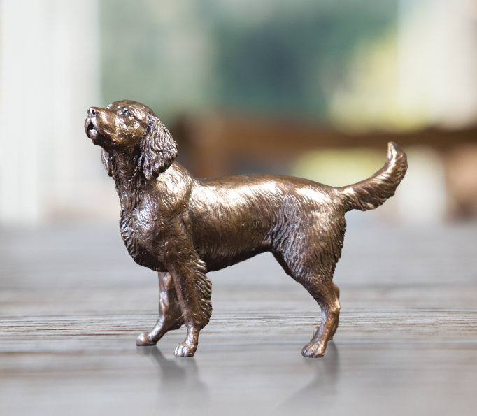 Medium Springer Spaniel - 1130